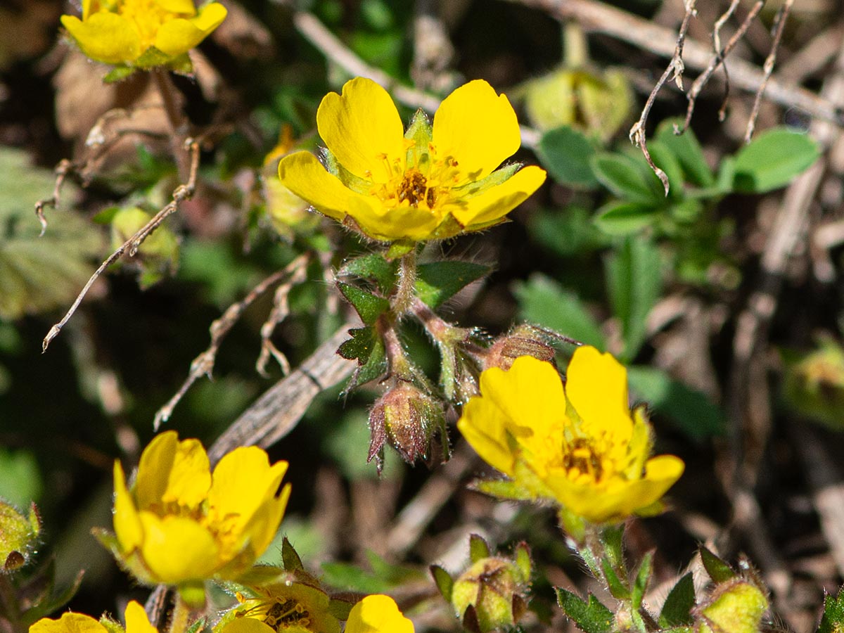 Bl&uuml;ten